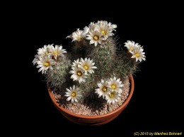 Escobaria zilsiana 1499